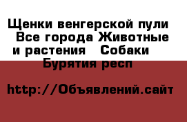 Щенки венгерской пули - Все города Животные и растения » Собаки   . Бурятия респ.